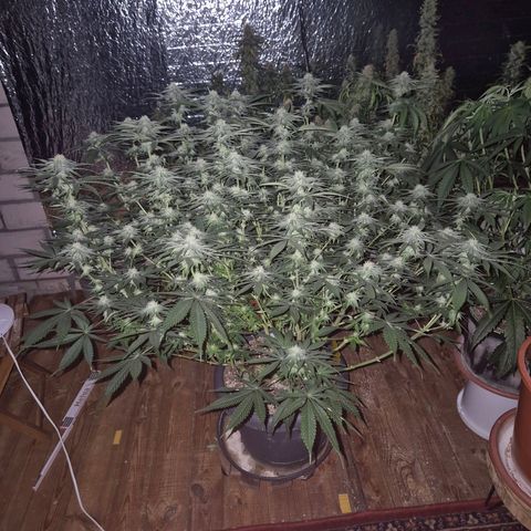 WTF- Königin Mimosa evo 👑👑👑 (65-70bt) growlog timeline photo