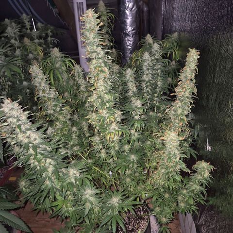 Biscotti (56-70bt) growlog timeline photo