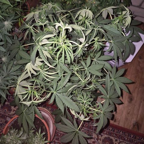 Ice cream cake 🍰 & permanent marker🖊(65-73bt) growlog timeline photo