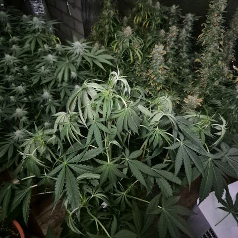Ice cream cake 🍰 & permanent marker🖊(65-73bt) growlog timeline photo