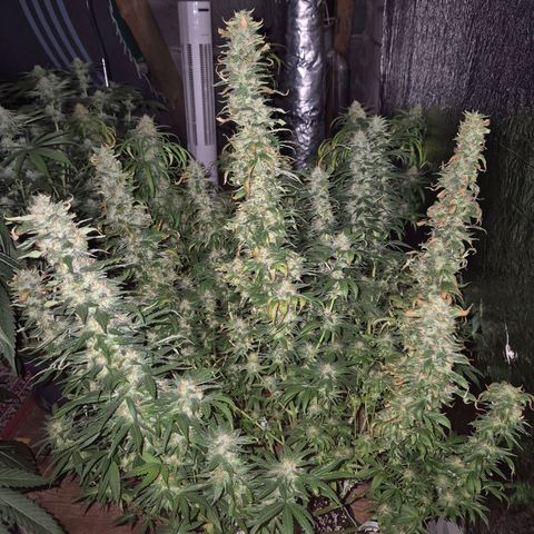 Biscotti (56-70bt) growlog timeline photo