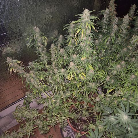 Afghani #1 (45-50bt) growlog timeline photo