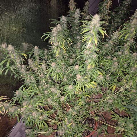 Afghani #1 (45-50bt) growlog timeline photo