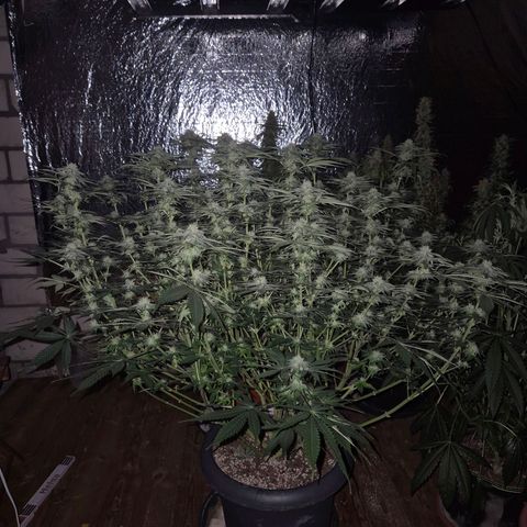 WTF- Königin Mimosa evo 👑👑👑 (65-70bt) growlog timeline photo