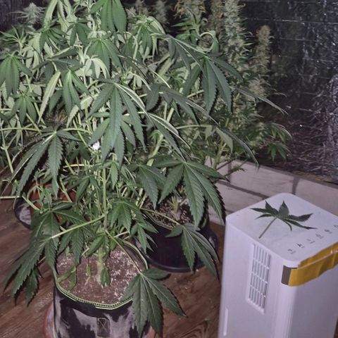 Ice cream cake 🍰 & permanent marker🖊(65-73bt) growlog timeline photo