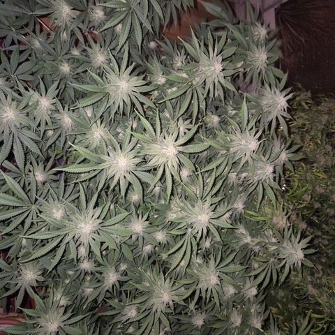 WTF- Königin Mimosa evo 👑👑👑 (65-70bt) growlog timeline photo