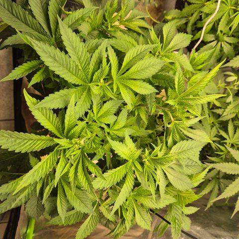 💚Bubba kush 🦝 (56-63 BT) growlog timeline photo
