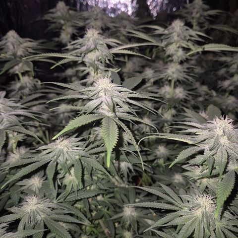 WTF- Königin Mimosa evo 👑👑👑 (65-70bt) growlog timeline photo
