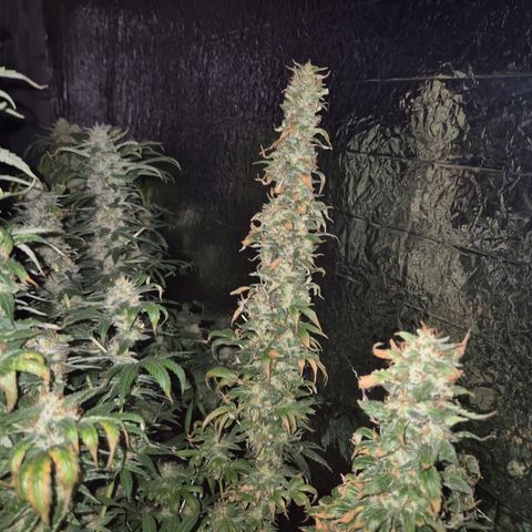 Biscotti (56-70bt) growlog timeline photo