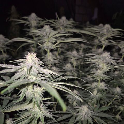 WTF- Königin Mimosa evo 👑👑👑 (65-70bt) growlog timeline photo