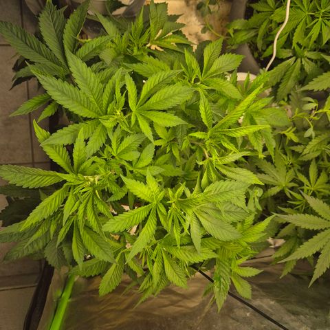 💚Bubba kush 🦝 (56-63 BT) growlog timeline photo