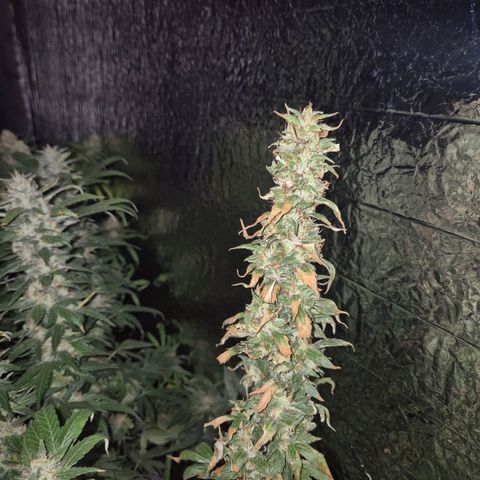 💚Bubba kush 🦝 (56-63 BT) growlog timeline photo