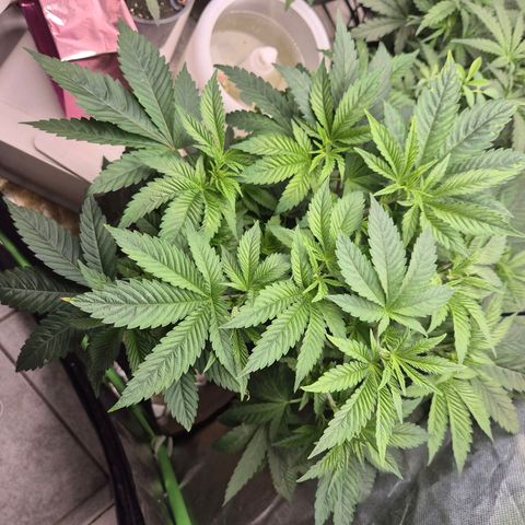 💚Bubba kush 🦝 (56-63 BT) growlog timeline photo