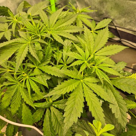 LSD auto (63-70 Tage ab Keimung) growlog timeline photo