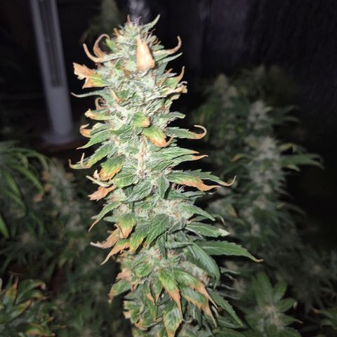 Biscotti (56-70bt) growlog timeline photo