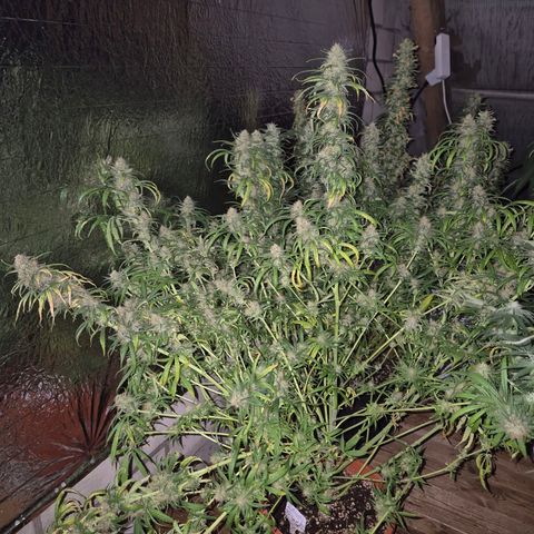 Afghani #1 (45-50bt) growlog timeline photo