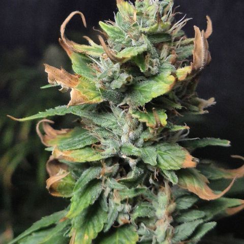 Biscotti (56-70bt) growlog timeline photo