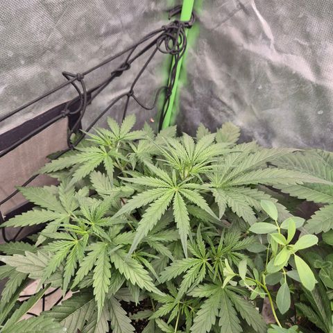 💚CHOCOLOPE 🍫 ☕️auto (56-63 BT) growlog timeline photo