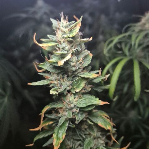Biscotti (56-70bt) growlog timeline photo