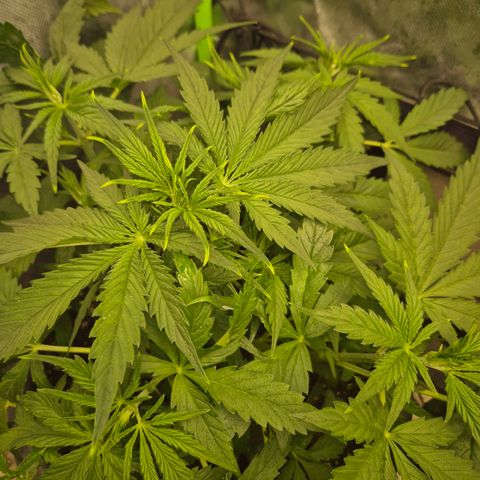 LSD auto (63-70 Tage ab Keimung) growlog timeline photo