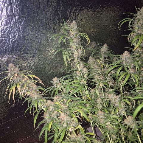 Afghani #1 (45-50bt) growlog timeline photo