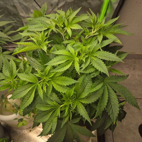 💚Bubba kush 🦝 (56-63 BT) growlog timeline photo