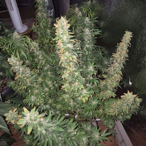 Biscotti (56-70bt) growlog timeline photo
