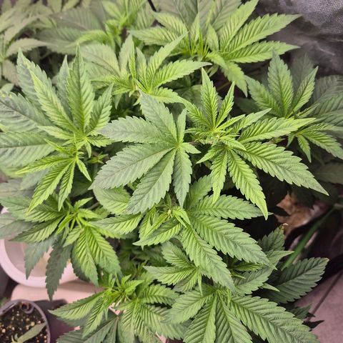 💚Bubba kush 🦝 (56-63 BT) growlog timeline photo