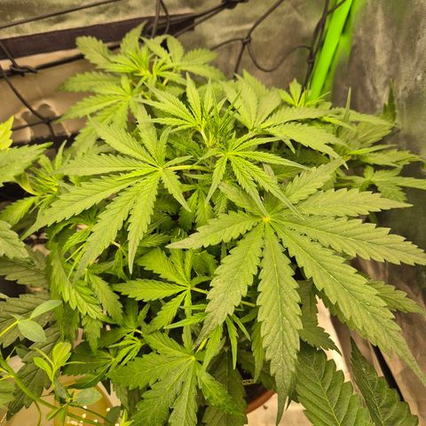💚CHOCOLOPE 🍫 ☕️auto (56-63 BT) growlog timeline photo