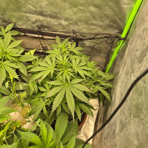 💚CHOCOLOPE 🍫 ☕️auto (56-63 BT) growlog timeline photo