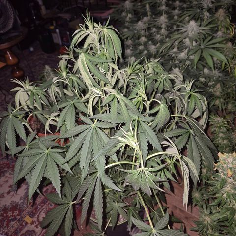 Ice cream cake 🍰 & permanent marker🖊(65-73bt) growlog timeline photo