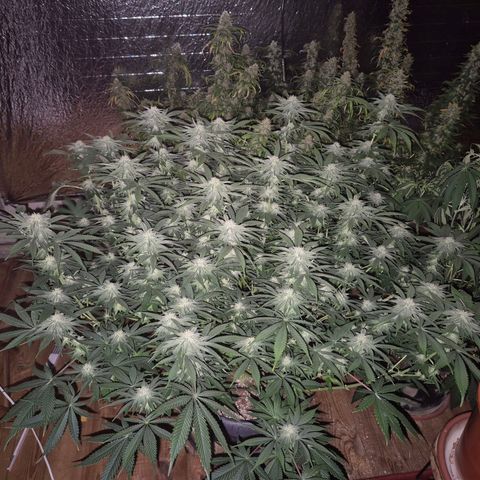 WTF- Königin Mimosa evo 👑👑👑 (65-70bt) growlog timeline photo