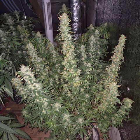 💚Bubba kush 🦝 (56-63 BT) growlog timeline photo