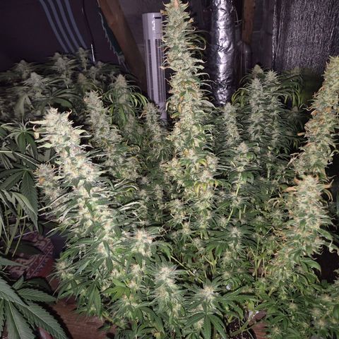 💚Bubba kush 🦝 (56-63 BT) growlog timeline photo