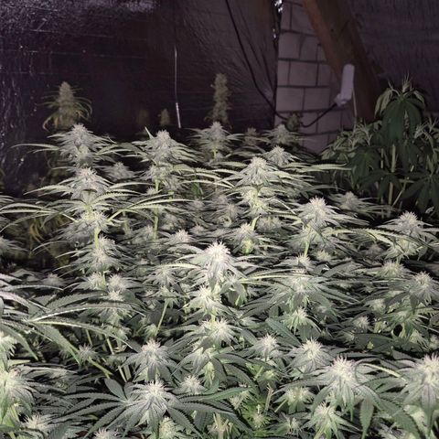 WTF- Königin Mimosa evo 👑👑👑 (65-70bt) growlog timeline photo