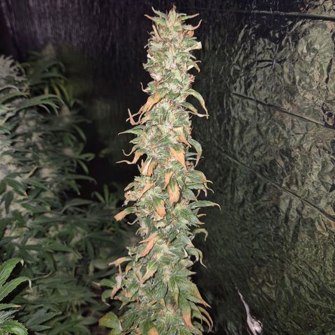 Biscotti (56-70bt) growlog timeline photo