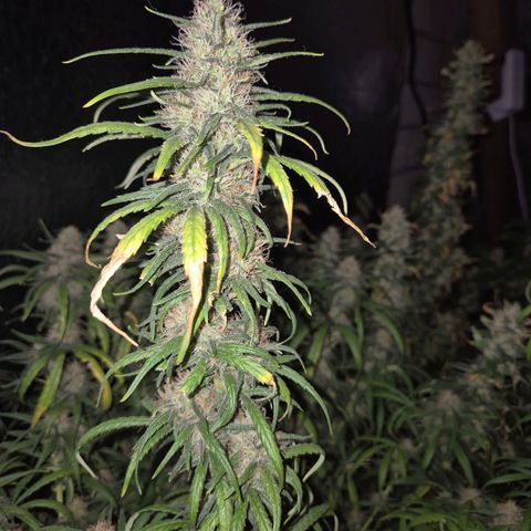 Afghani #1 (45-50bt) growlog timeline photo