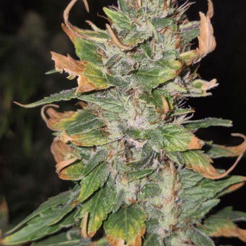 Biscotti (56-70bt) growlog timeline photo