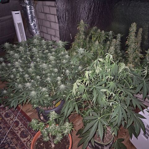 Ice cream cake 🍰 & permanent marker🖊(65-73bt) growlog timeline photo