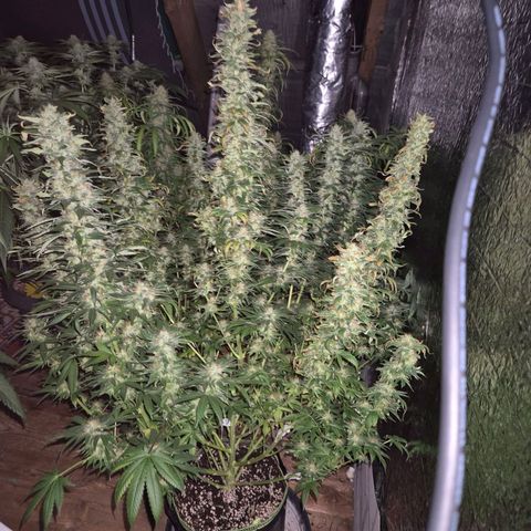 Biscotti (56-70bt) growlog timeline photo
