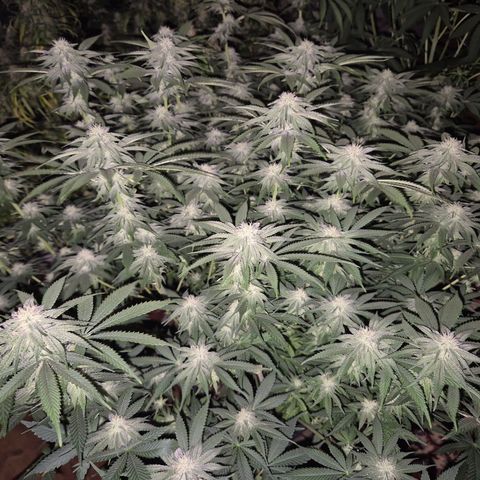 WTF- Königin Mimosa evo 👑👑👑 (65-70bt) growlog timeline photo