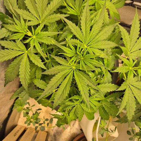 LSD auto (63-70 Tage ab Keimung) growlog timeline photo