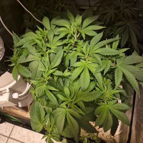 💚Bubba kush 🦝 (56-63 BT) growlog photo: Gesundes Farbe, ich werde sie morgen in die Blüte schicken 