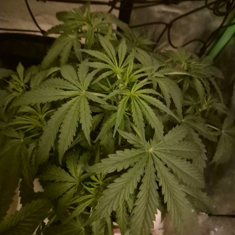 💚CHOCOLOPE 🍫 ☕️auto (56-63 BT) growlog photo: 👌 Gute Farbe