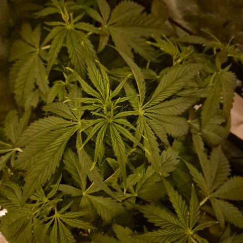 LSD auto (63-70 Tage ab Keimung) growlog photo: Leichte Überdüngung, aber alles gut soweit