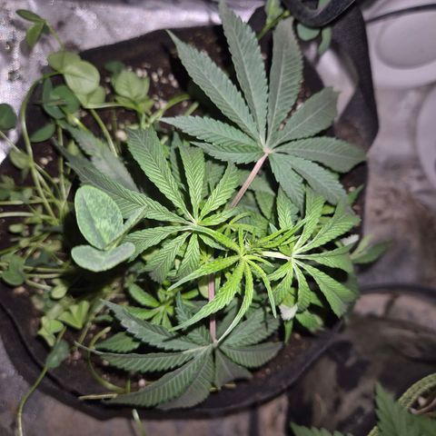 Mimosa evo stecki  🍊🍋🍍 (65-70bt) growlog photo: Der einzige steckt, der was geworden ist 😅