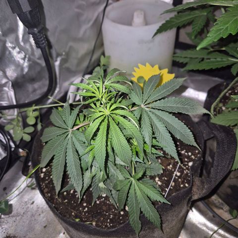 Mimosa evo stecki  🍊🍋🍍 (65-70bt) growlog timeline photo
