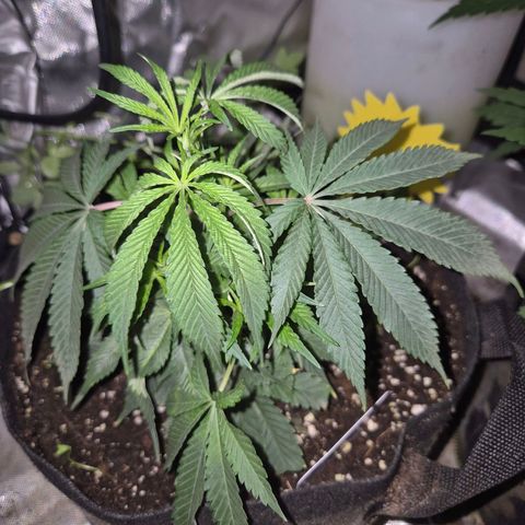Mimosa evo stecki  🍊🍋🍍 (65-70bt) growlog timeline photo