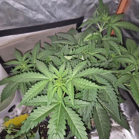Tangerine dream 🌴 (60-65bt)  growlog timeline photo