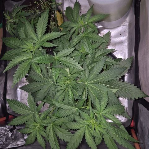 Tangerine dream 🌴 (60-65bt)  growlog timeline photo